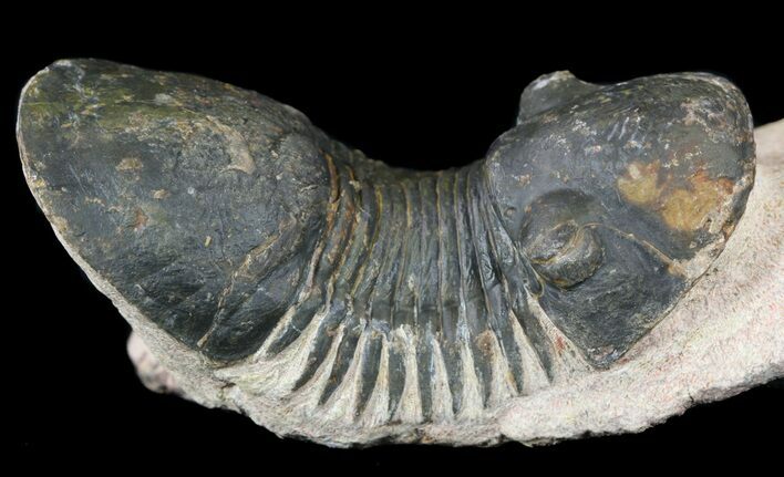 Paralejurus Trilobite Fossil - Foum Zguid, Morocco #53535